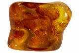 Detailed Fossil Fly (Diptera) In Baltic Amber #87229-1